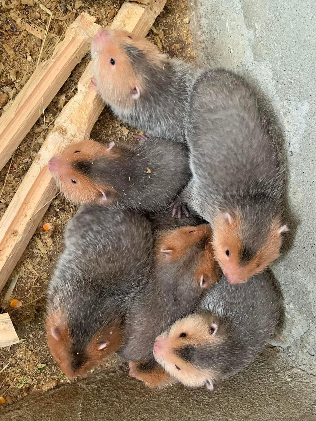 6 con dúi má đào nằm chen nhau