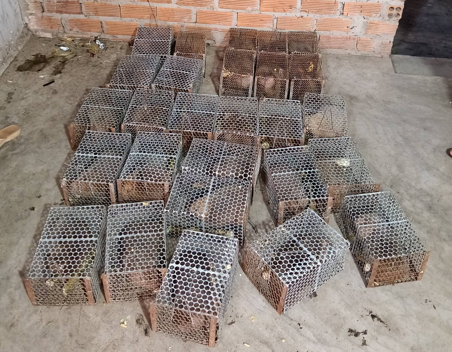 Đàn dúi mốc giống 2.5 tháng - tiêu chuẩn xuất chuồng từ trại uy tín