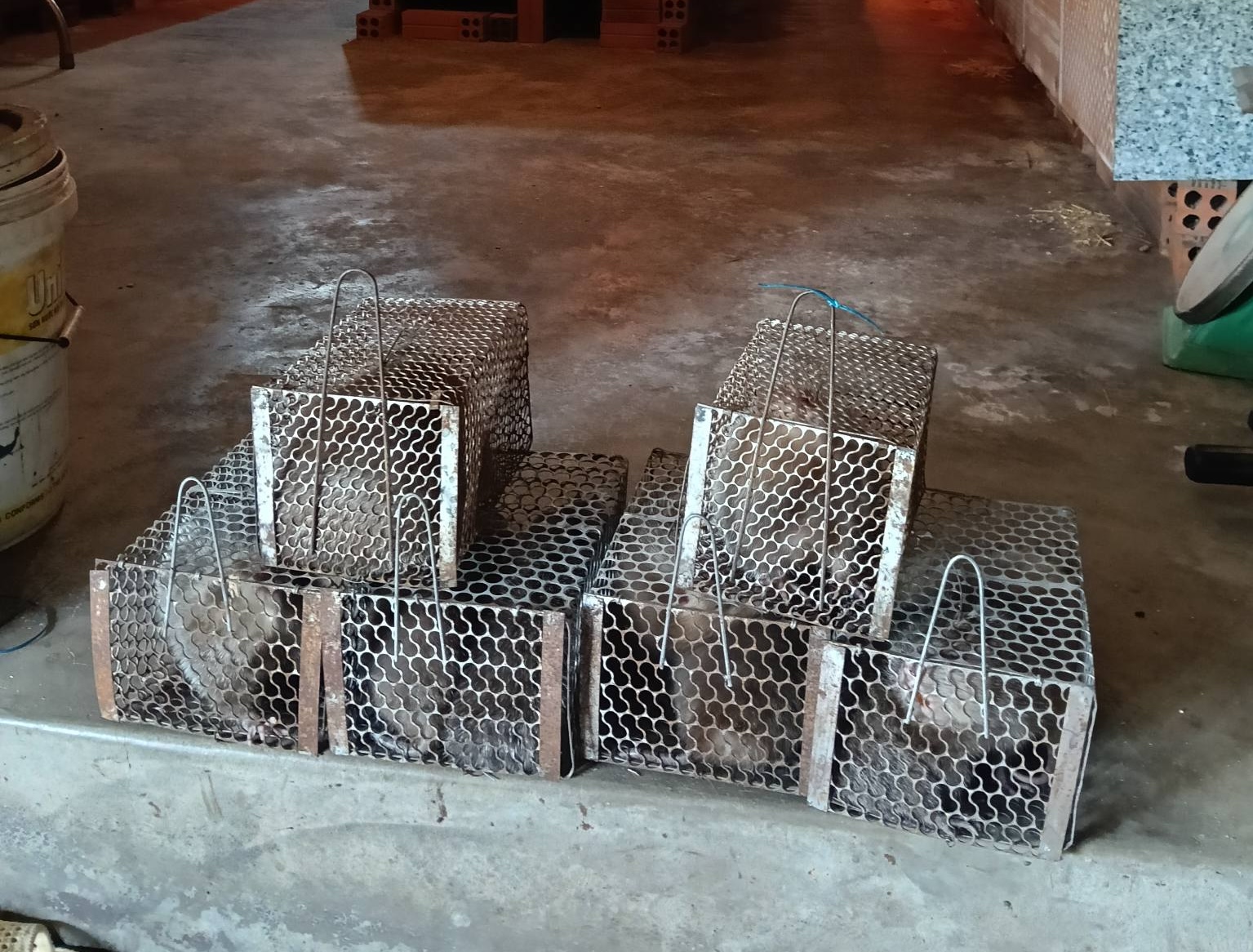 Đàn dúi mốc giống tại trại - đầy đủ giấy phép Kiểm lâm và kiểm dịch