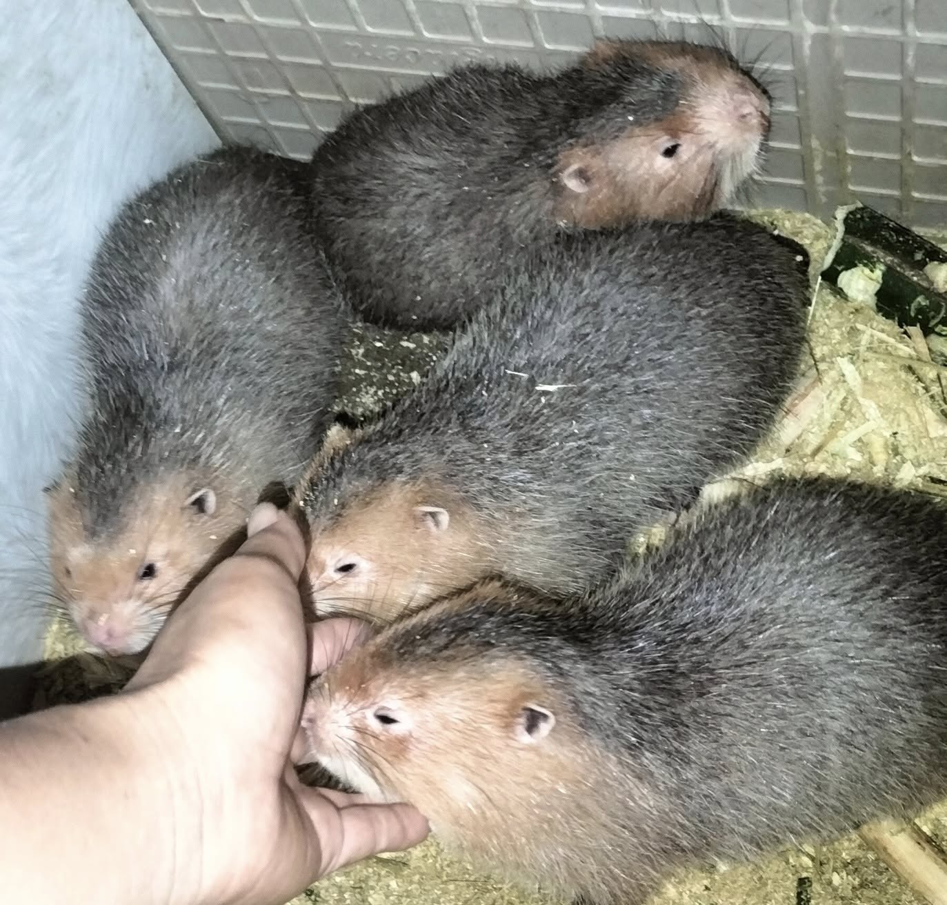 Dúi má đào trưởng thành 2-4kg - dòng giống thuần Thái Lan tại Trại Dúi Kim Sơn