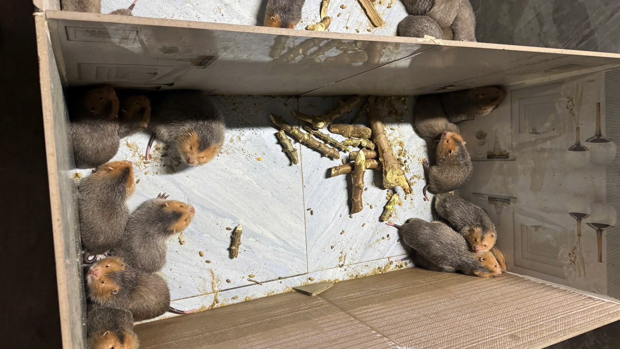 Dúi má đào tách mẹ - quy trình ngày 50 sau đẻ tránh stress mẹ con