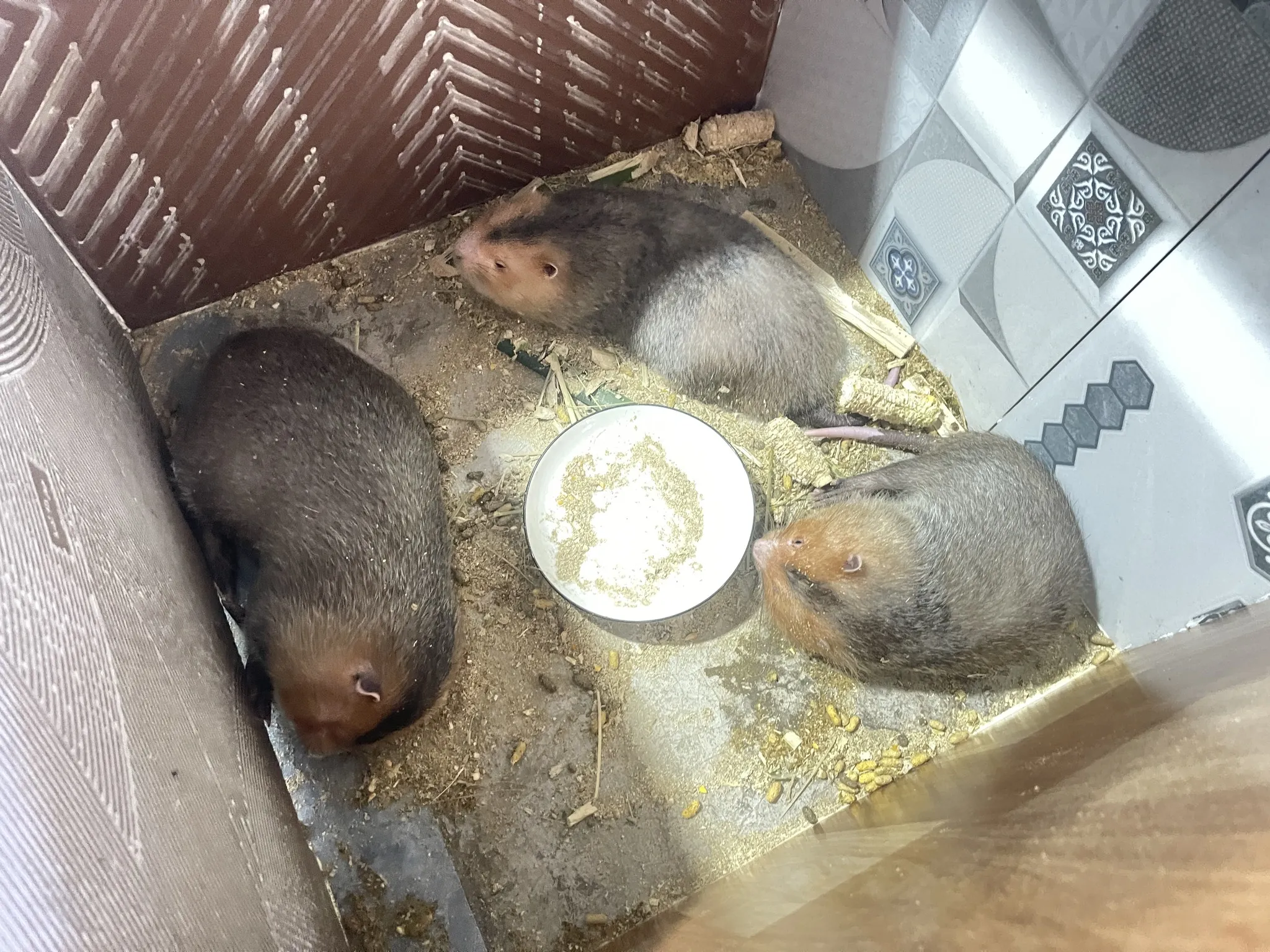 Dúi má đào Thái Lan thuần chủng tại Trại Dúi Kim Sơn - sắc cam má đặc trưng, 2-4kg