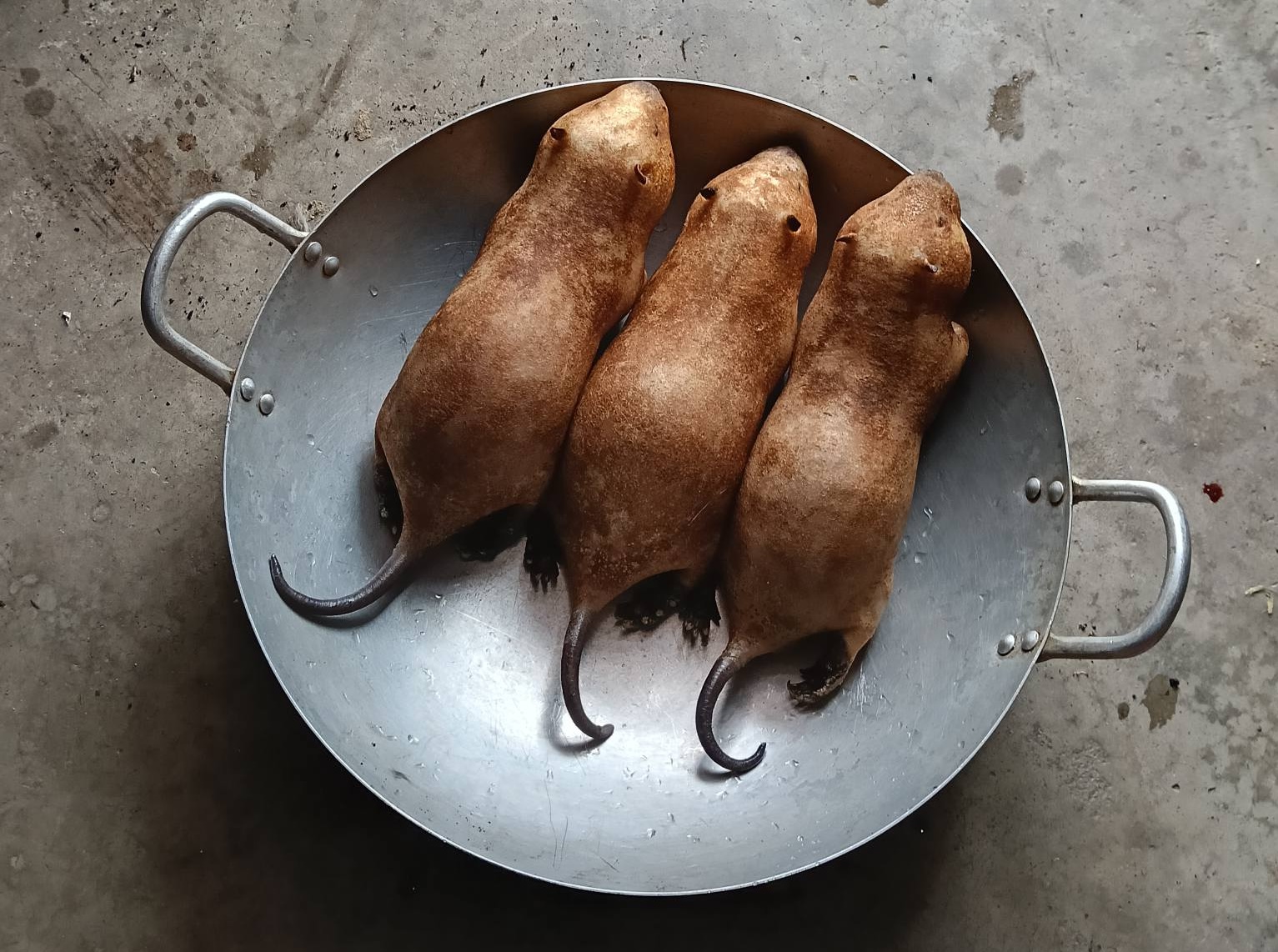 Thịt dúi tươi thương phẩm - giao tận nơi từ Trại Dúi Kim Sơn