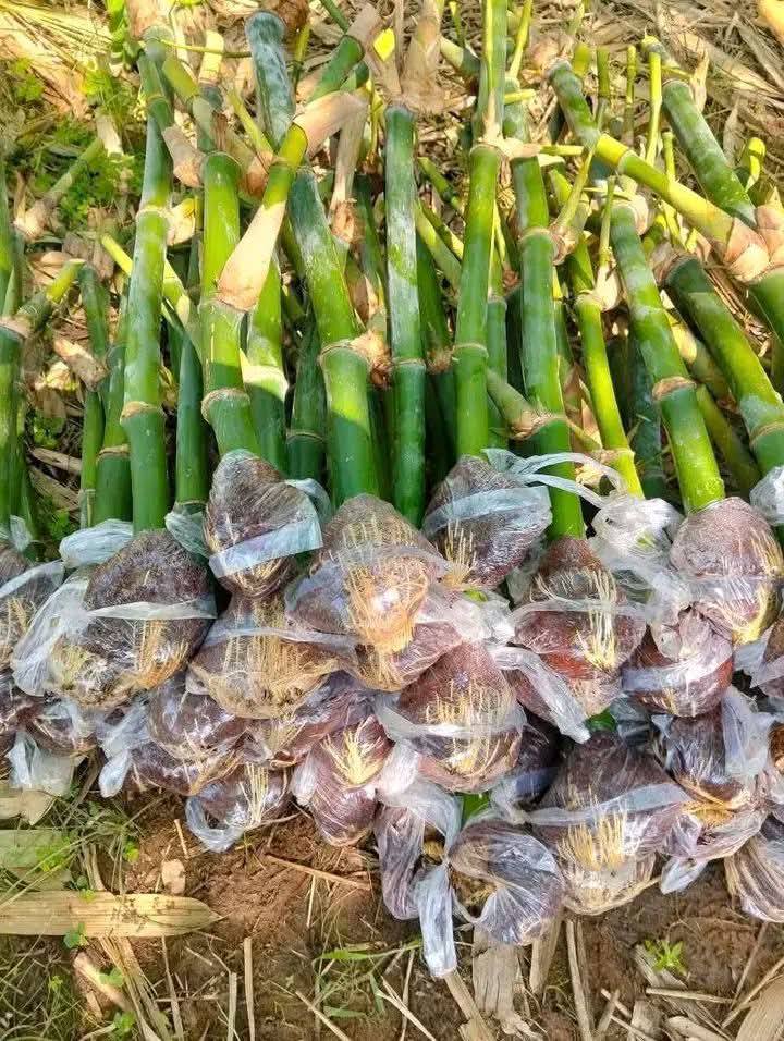 Trồng tre để nuôi dúi - bổ sung 30-40% khẩu phần ngoài mía