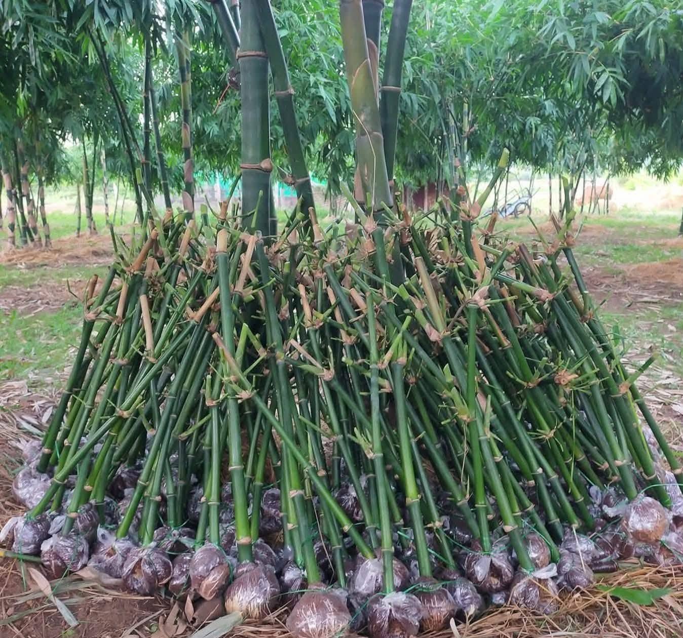 Trồng tre nuôi dúi - tự cung tự cấp nguồn thức ăn chính cho đàn
