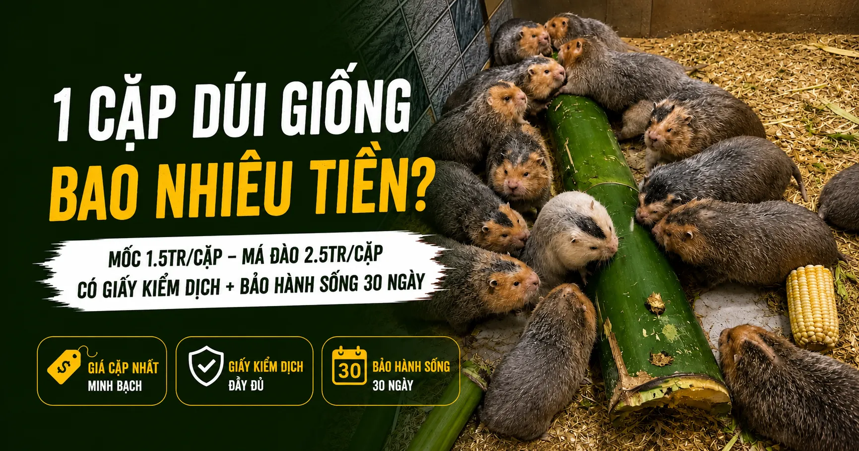 1 Cặp Dúi Giống Bao Nhiêu Tiền 2026?