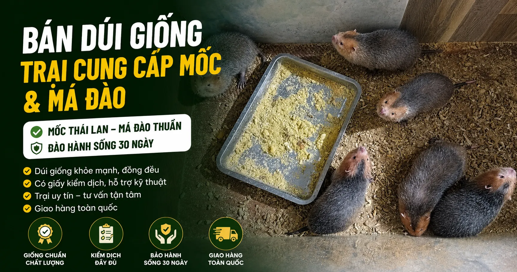 Bán Dúi Giống 2026 — Trại Cung Cấp Mốc & Má Đào (Trại Kim Sơn)