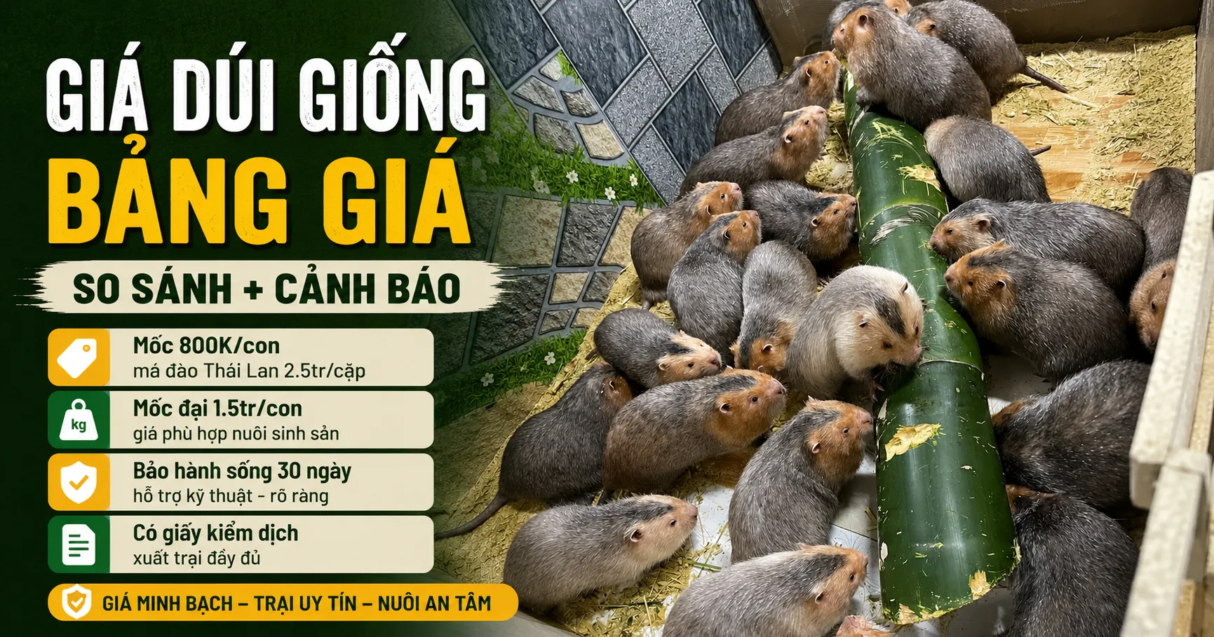 Giá Dúi Giống 2026 — Bảng Giá + So Sánh + Cảnh Báo