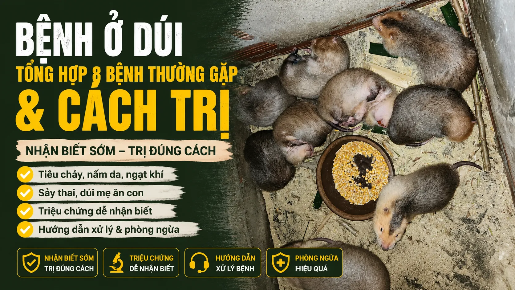 Bệnh Ở Dúi — Tổng Hợp 8 Bệnh Thường Gặp & Cách Trị
