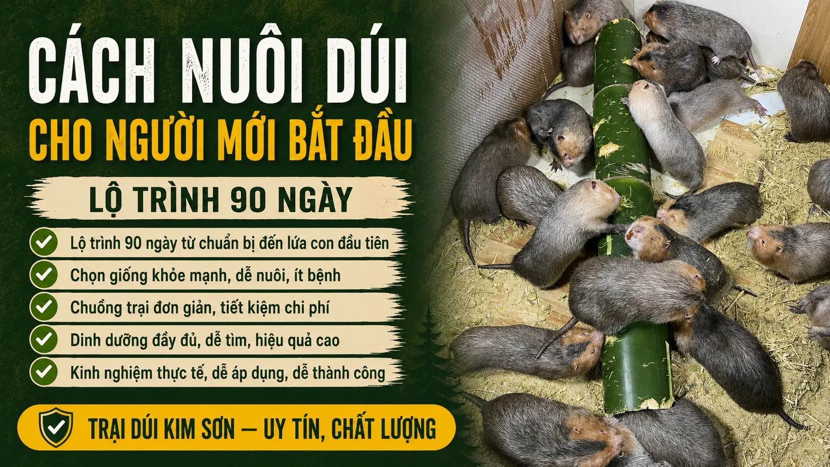 Cách Nuôi Dúi Cho Người Mới Bắt Đầu — Lộ Trình 90 Ngày