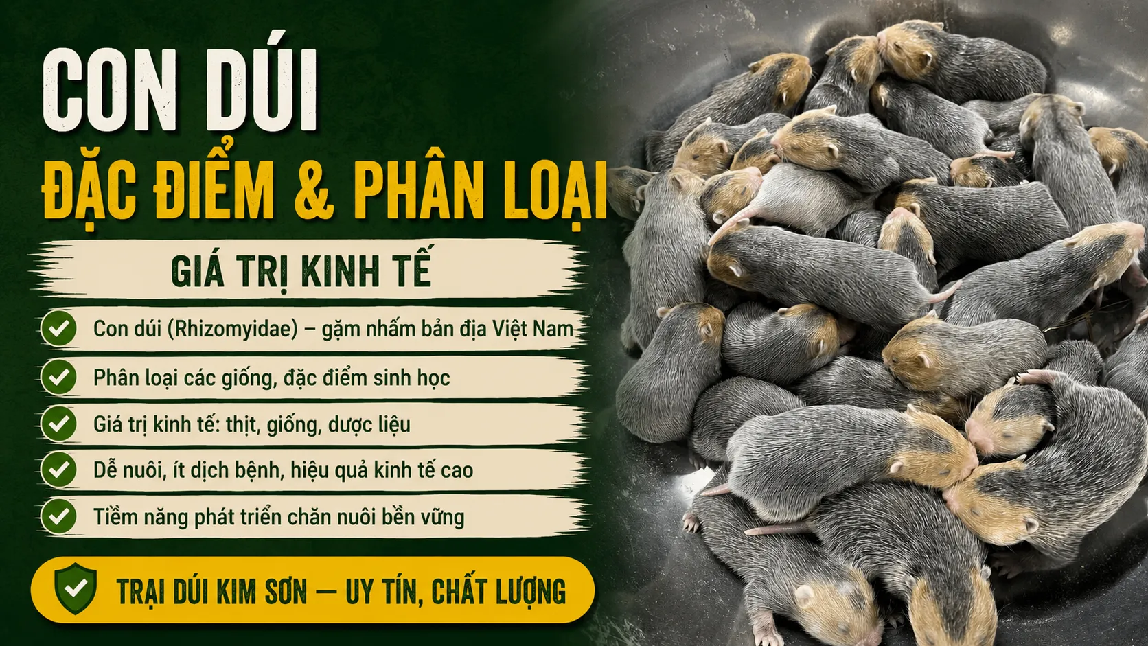 Con Dúi — Đặc Điểm, Phân Loại & Giá Trị Kinh Tế 2026