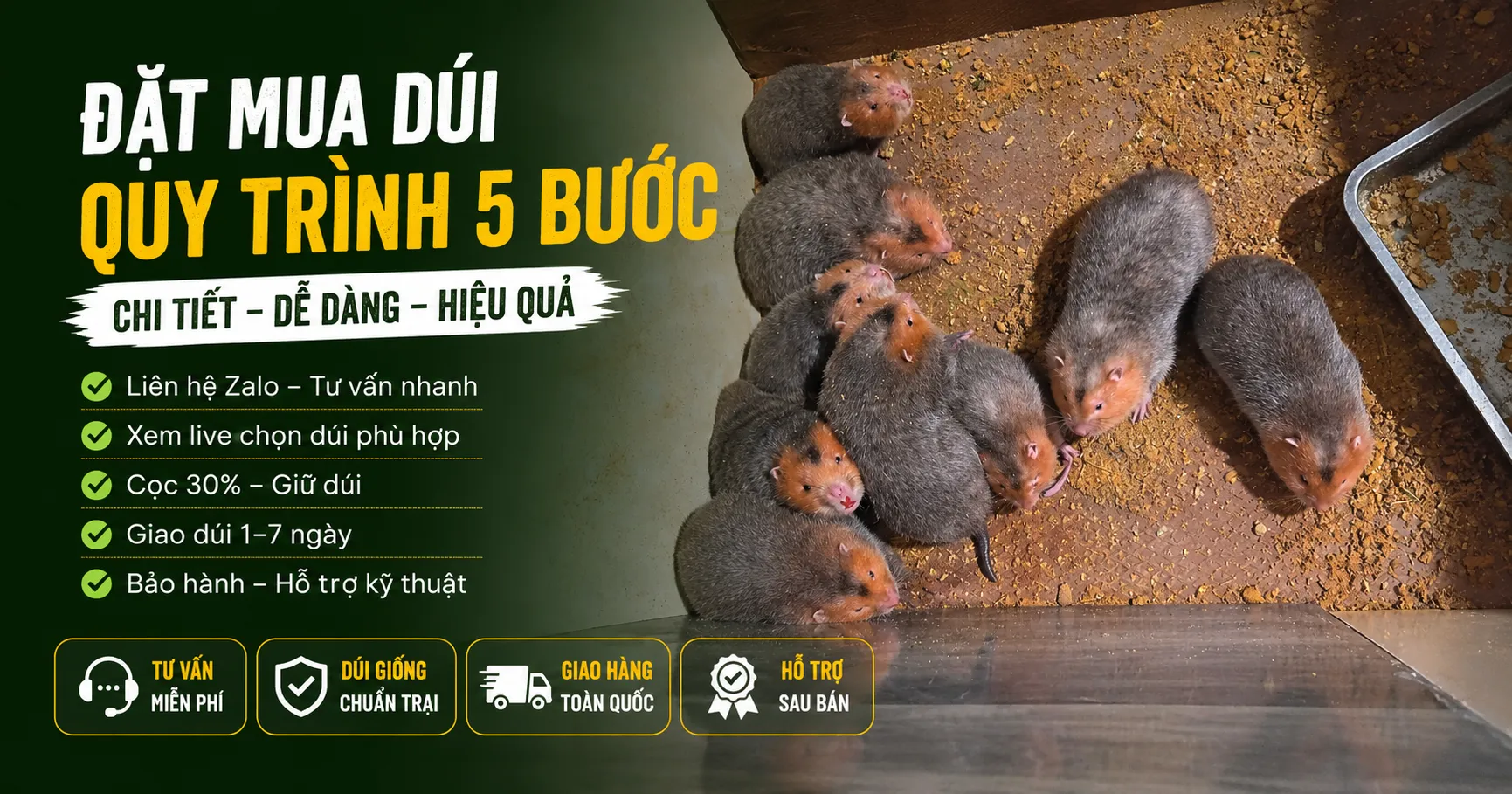 Đặt Mua Dúi 2026 — Quy Trình 5 Bước Chi Tiết