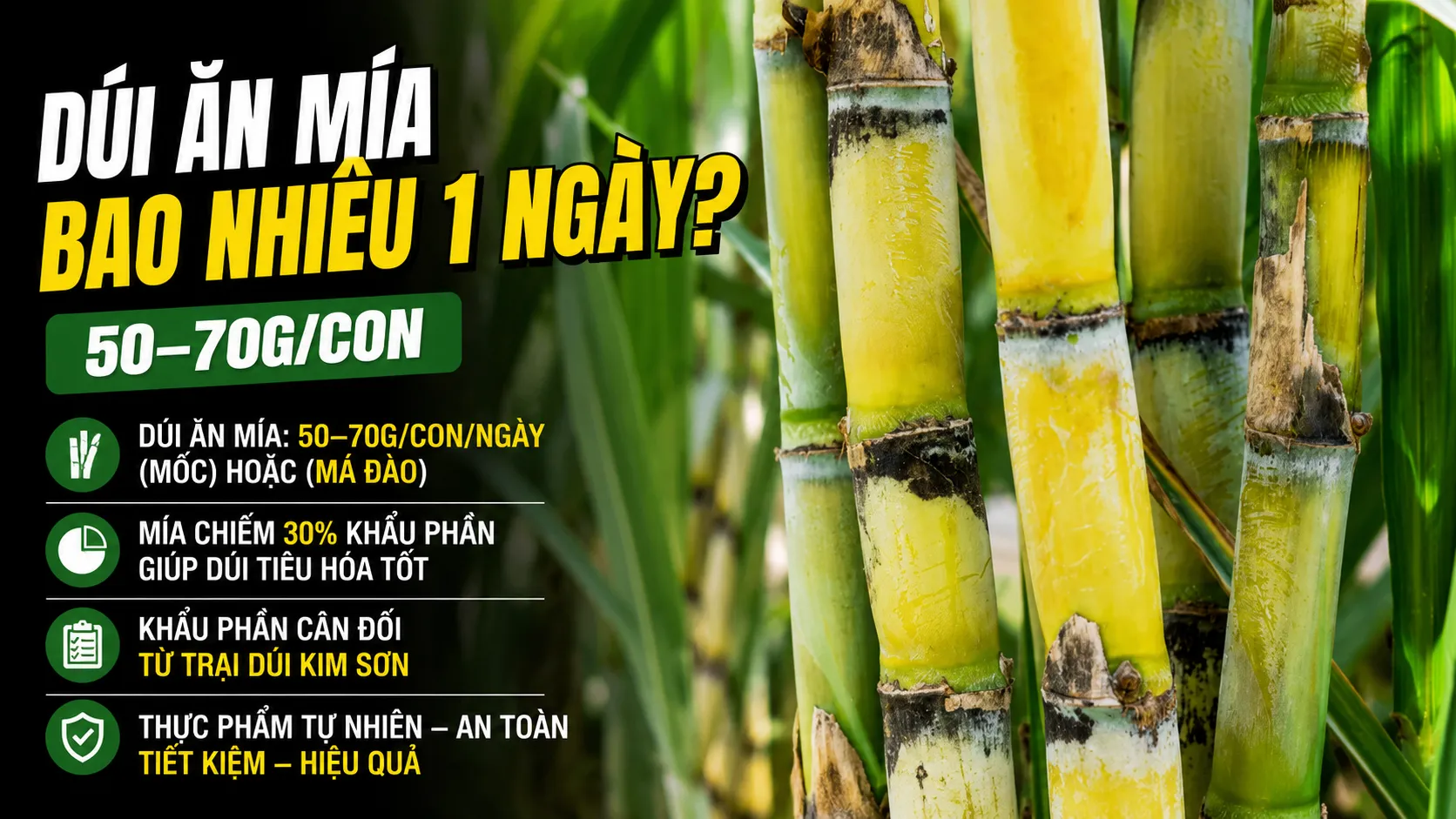 Dúi Ăn Mía Bao Nhiêu 1 Ngày? — 50-70g/Con