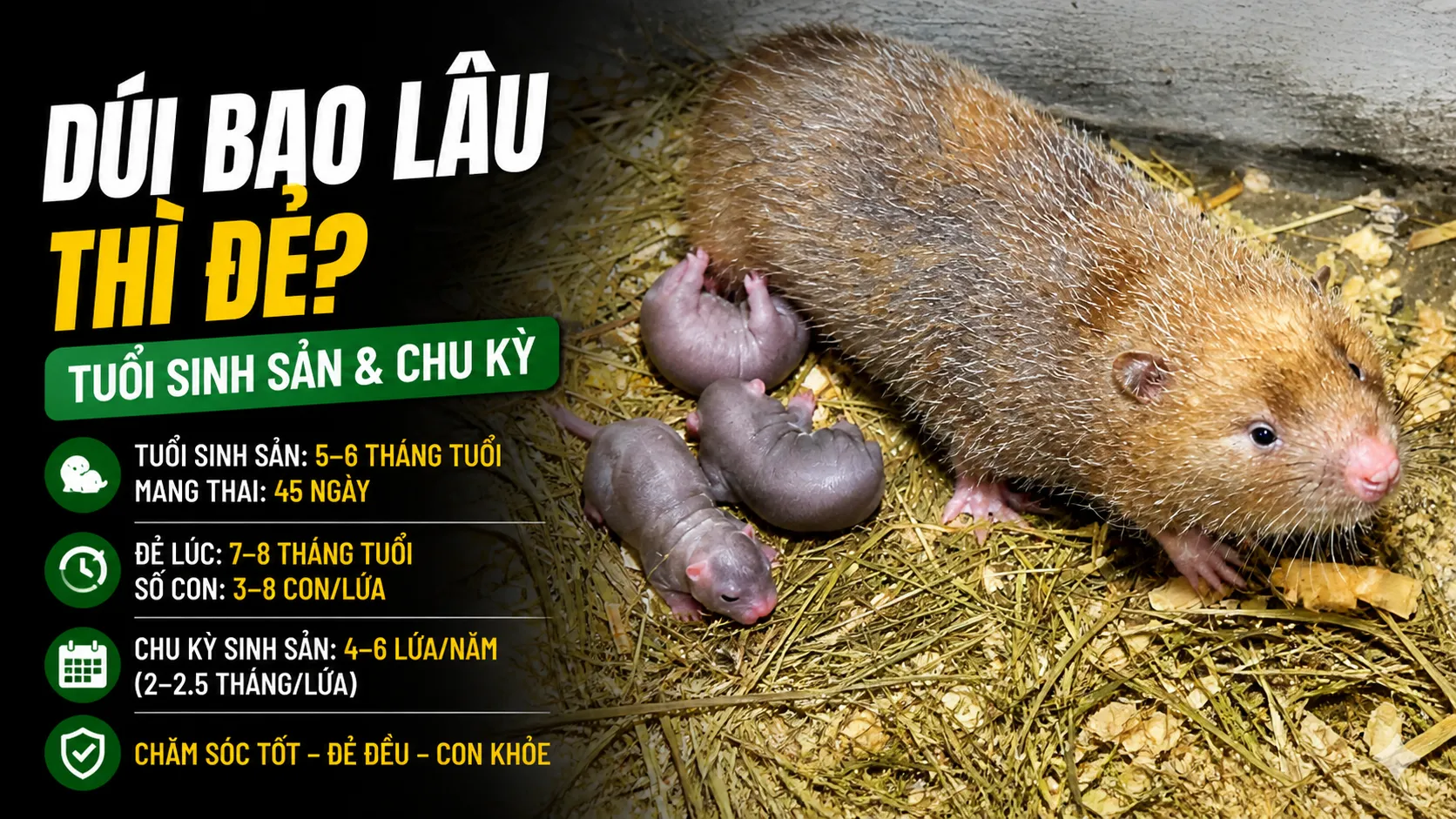 Dúi Bao Lâu Thì Đẻ? — Tuổi Sinh Sản & Chu Kỳ