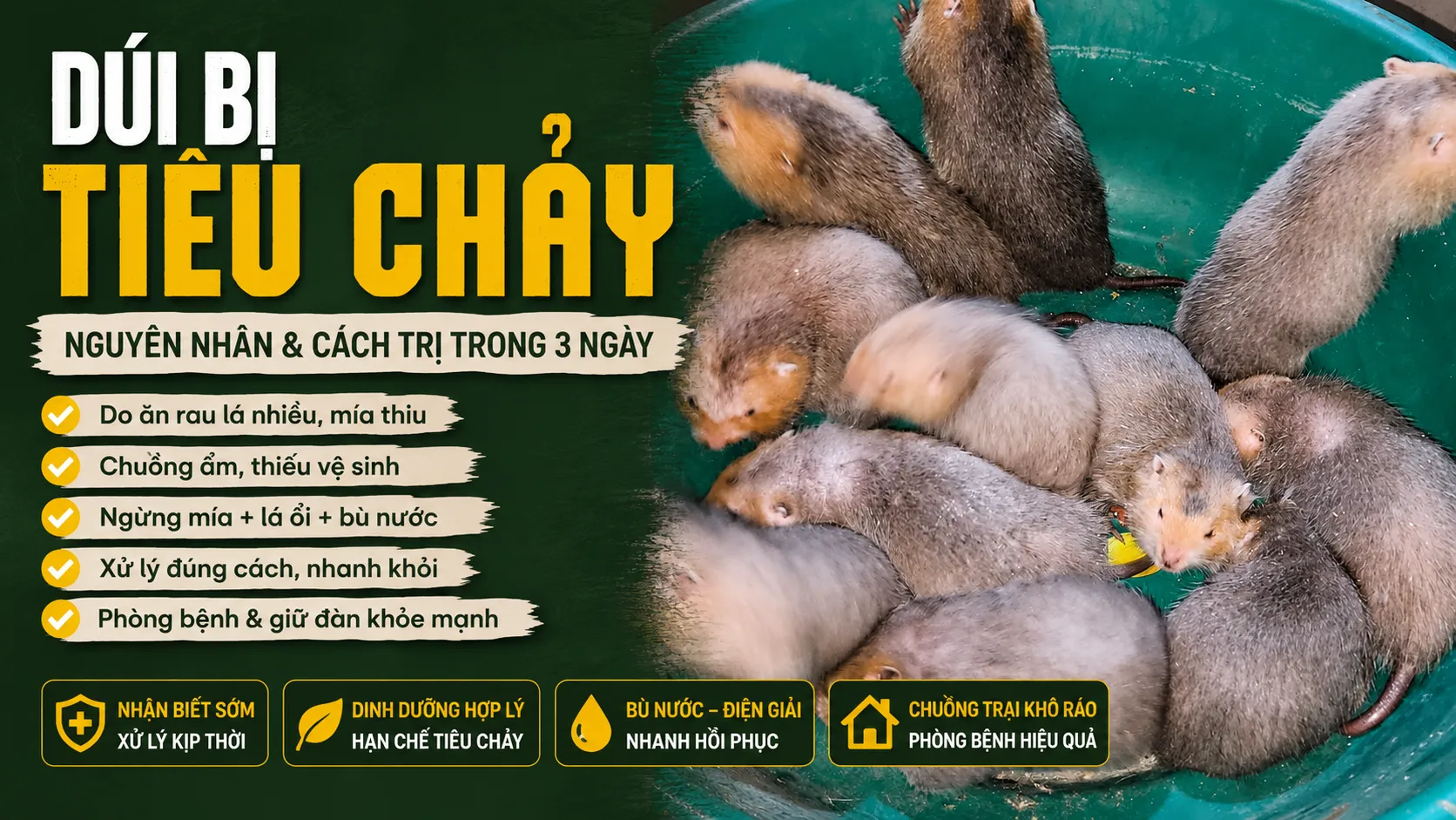 Dúi Bị Tiêu Chảy — Nguyên Nhân & Cách Trị Trong 3 Ngày