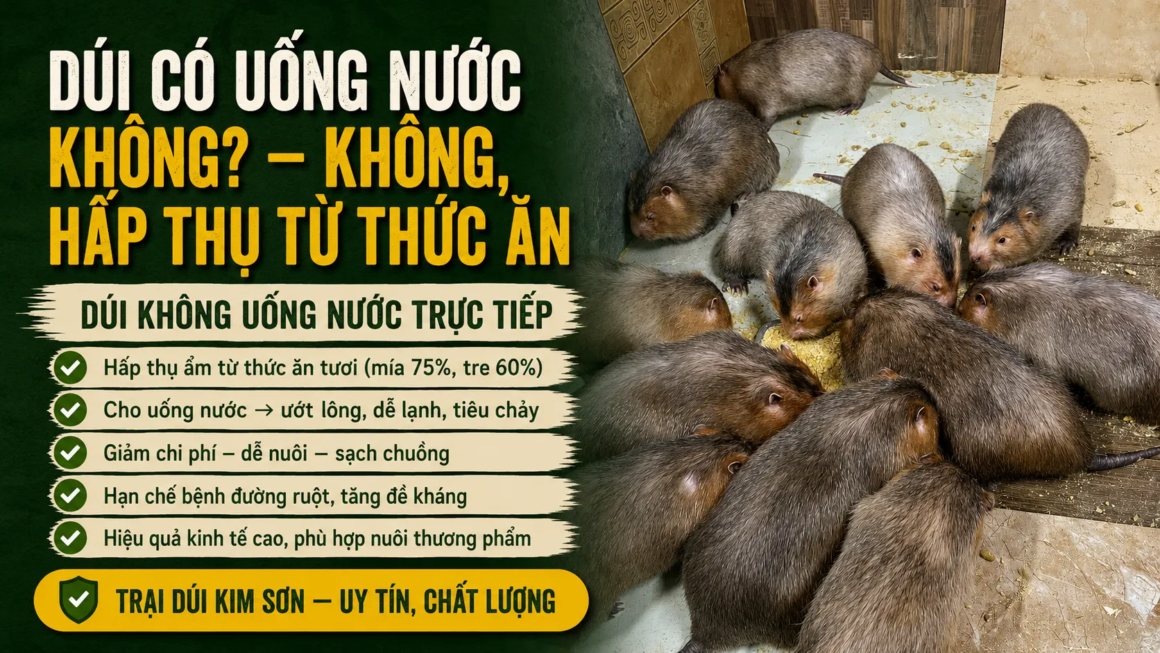 Dúi Có Uống Nước Không? — KHÔNG, Hấp Thụ Từ Thức Ăn