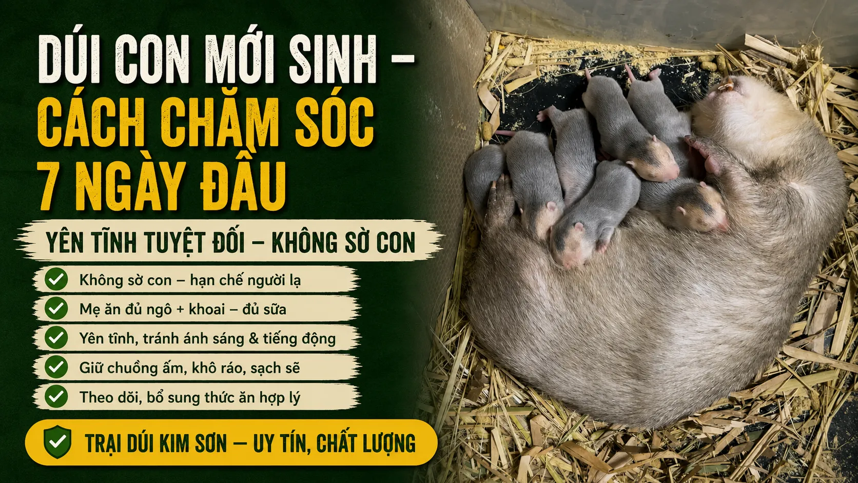 Dúi Con Mới Sinh — Cách Chăm Sóc 7 Ngày Đầu