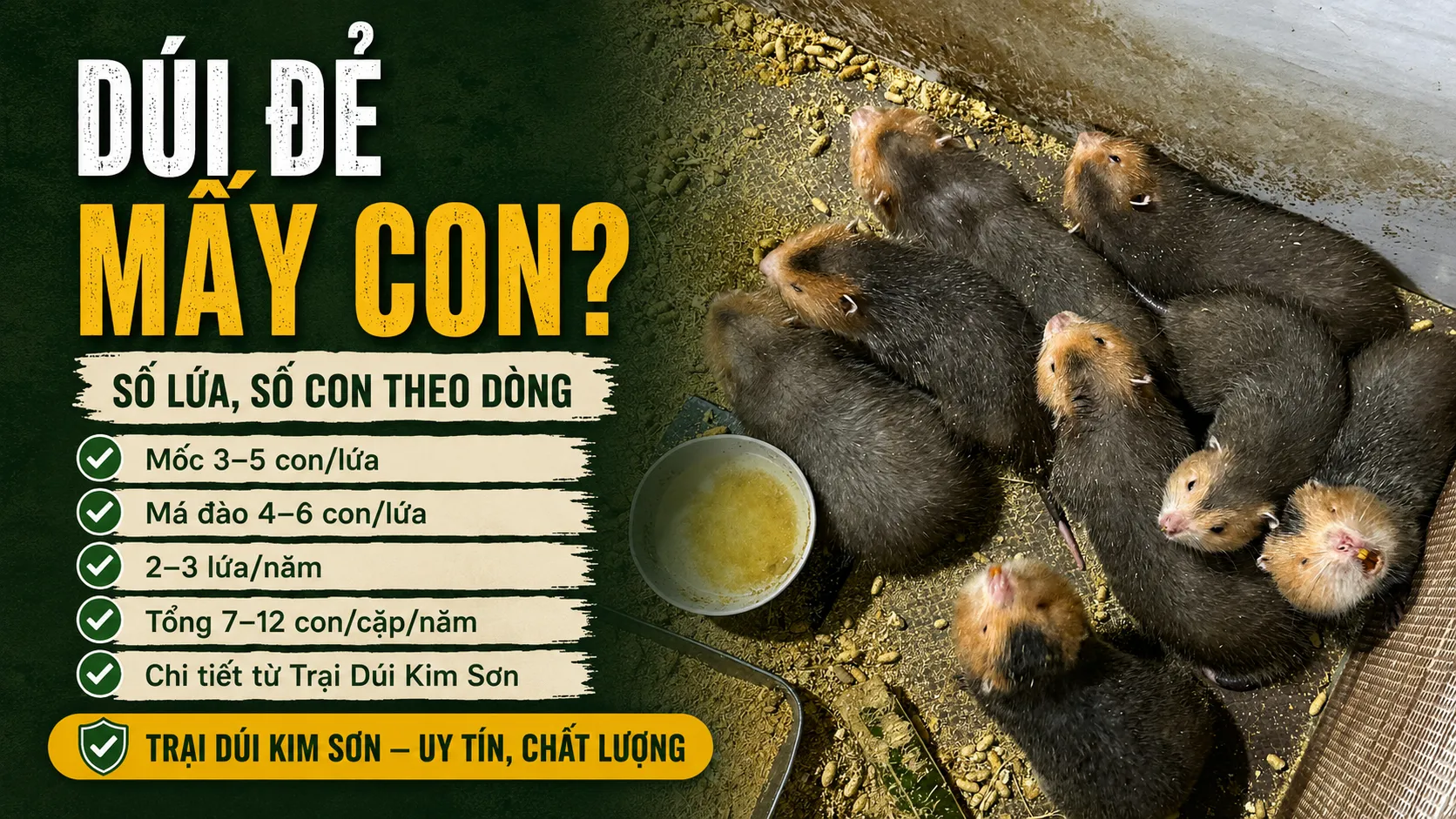 Dúi Đẻ Mấy Con? — Số Lứa, Số Con/Lứa Theo Dòng