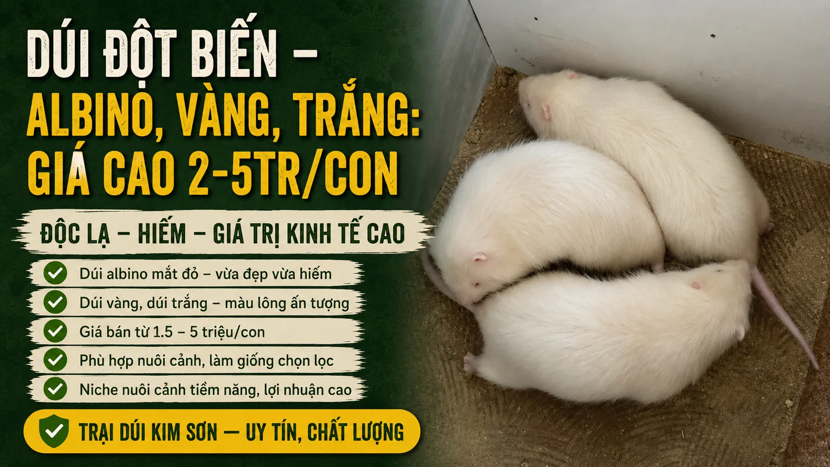 Dúi Đột Biến — Albino, Vàng, Trắng: Giá Cao 2-5tr/Con