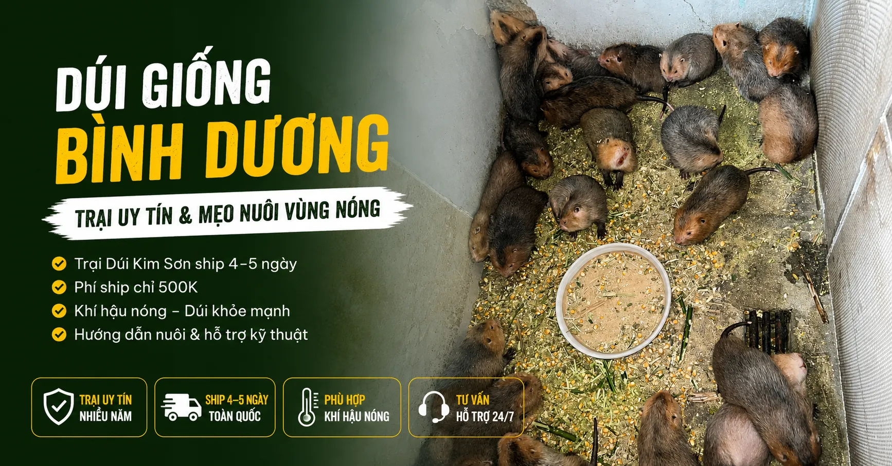 Dúi Giống Bình Dương 2026 — Trại Uy Tín & Mẹo Nuôi Vùng Nóng