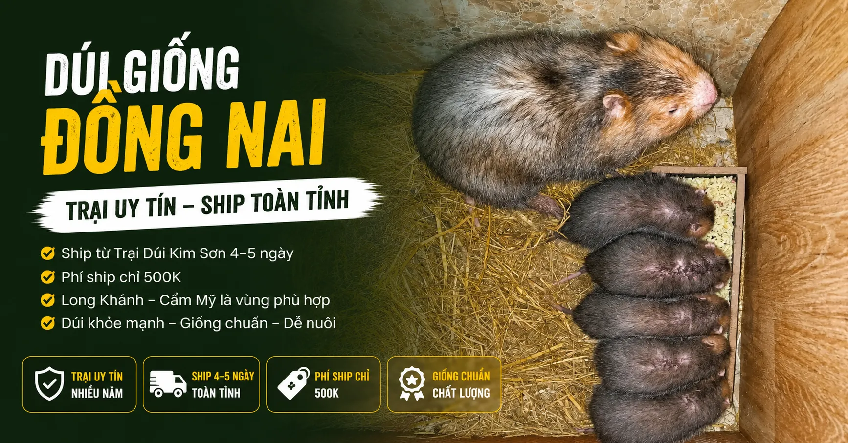 Dúi Giống Đồng Nai 2026 — Trại Uy Tín Ship Toàn Tỉnh