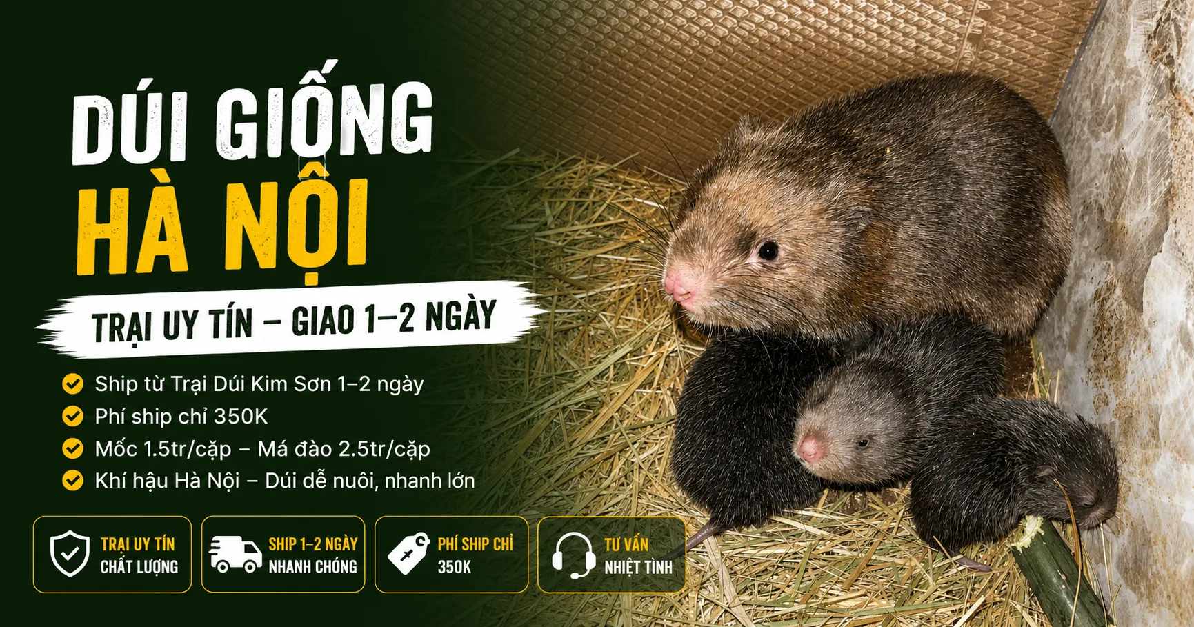 Dúi Giống Hà Nội 2026 — Trại Uy Tín Giao 1-2 Ngày