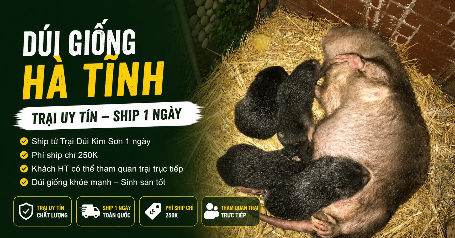 Dúi Giống Hà Tĩnh 2026 — Trại Uy Tín Ship 1 Ngày
