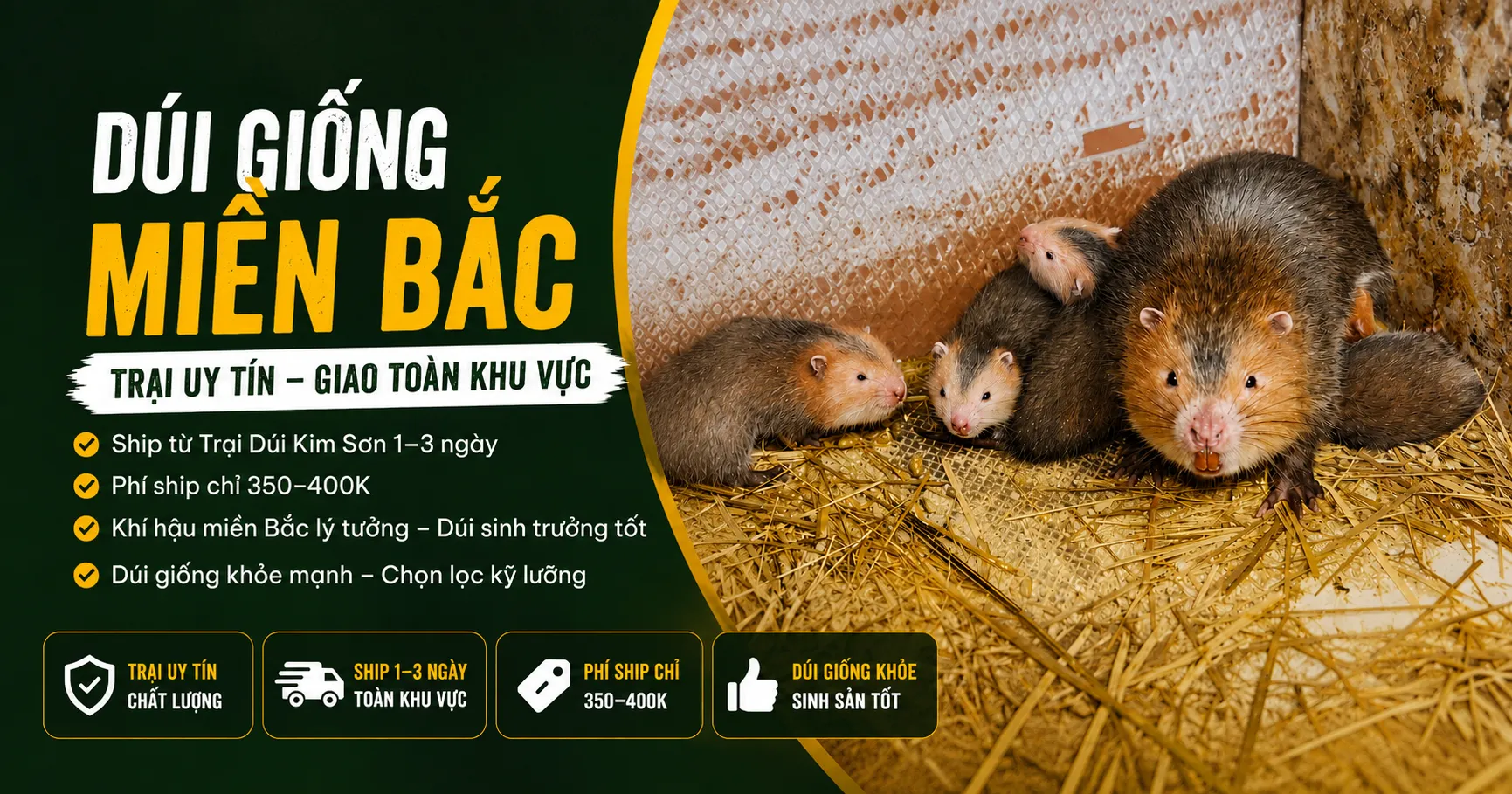 Dúi Giống Miền Bắc 2026 — Trại Uy Tín Giao Toàn Khu Vực