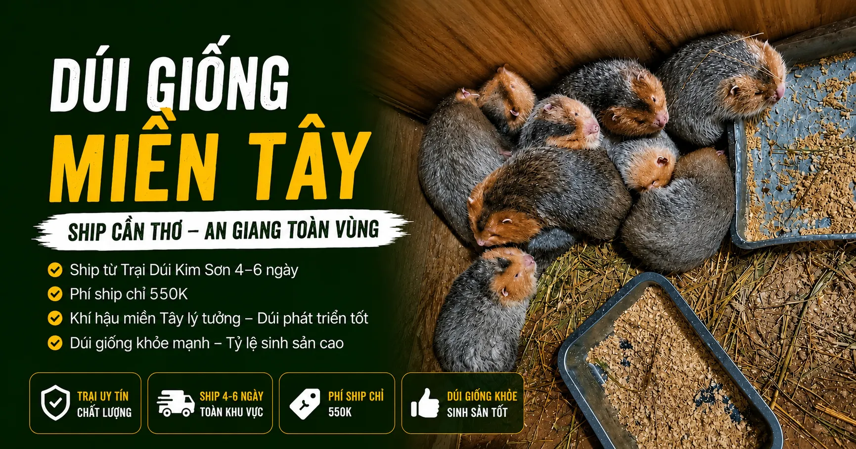 Dúi Giống Miền Tây 2026 — Ship Cần Thơ, An Giang Toàn Vùng