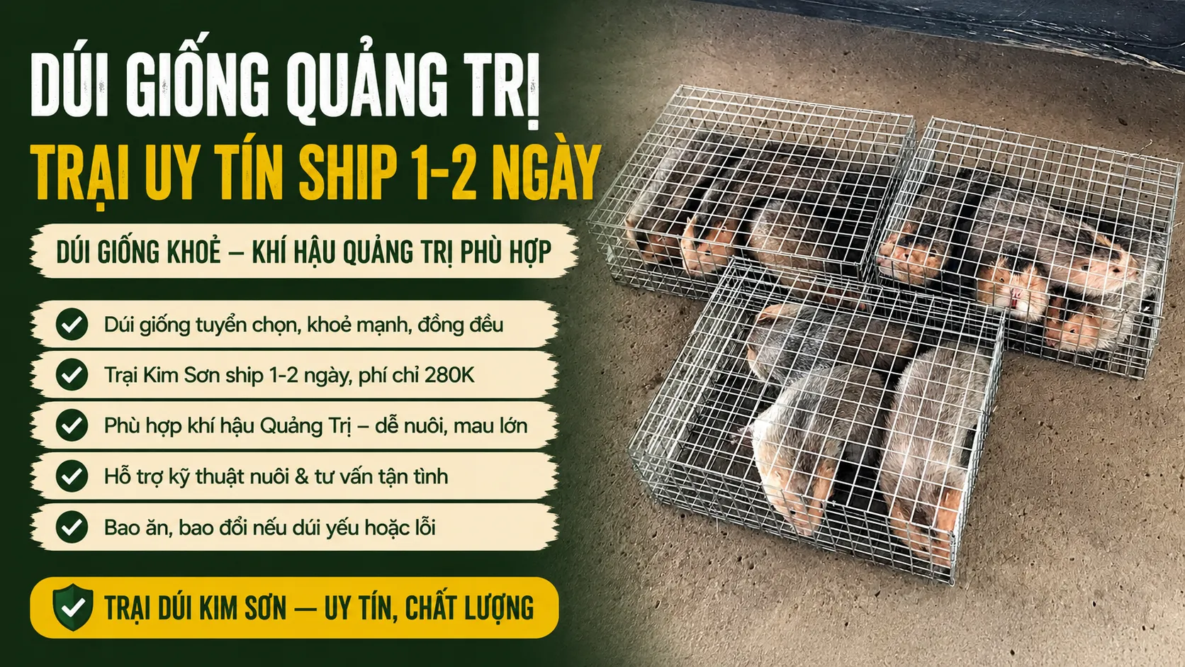 Dúi Giống Quảng Trị 2026 — Trại Uy Tín Ship 1-2 Ngày