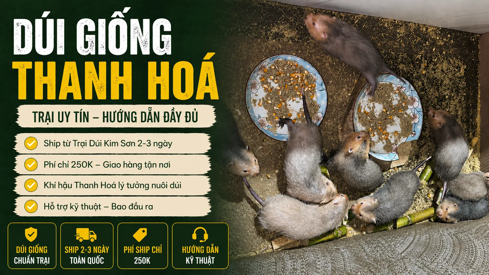 Dúi Giống Thanh Hoá 2026 — Trại Uy Tín Ship 1 Ngày