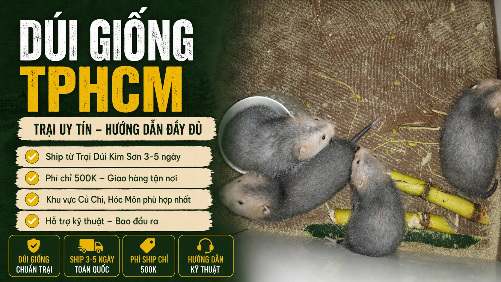 Dúi Giống TPHCM 2026 — Trại Uy Tín Ship Toàn Thành Phố