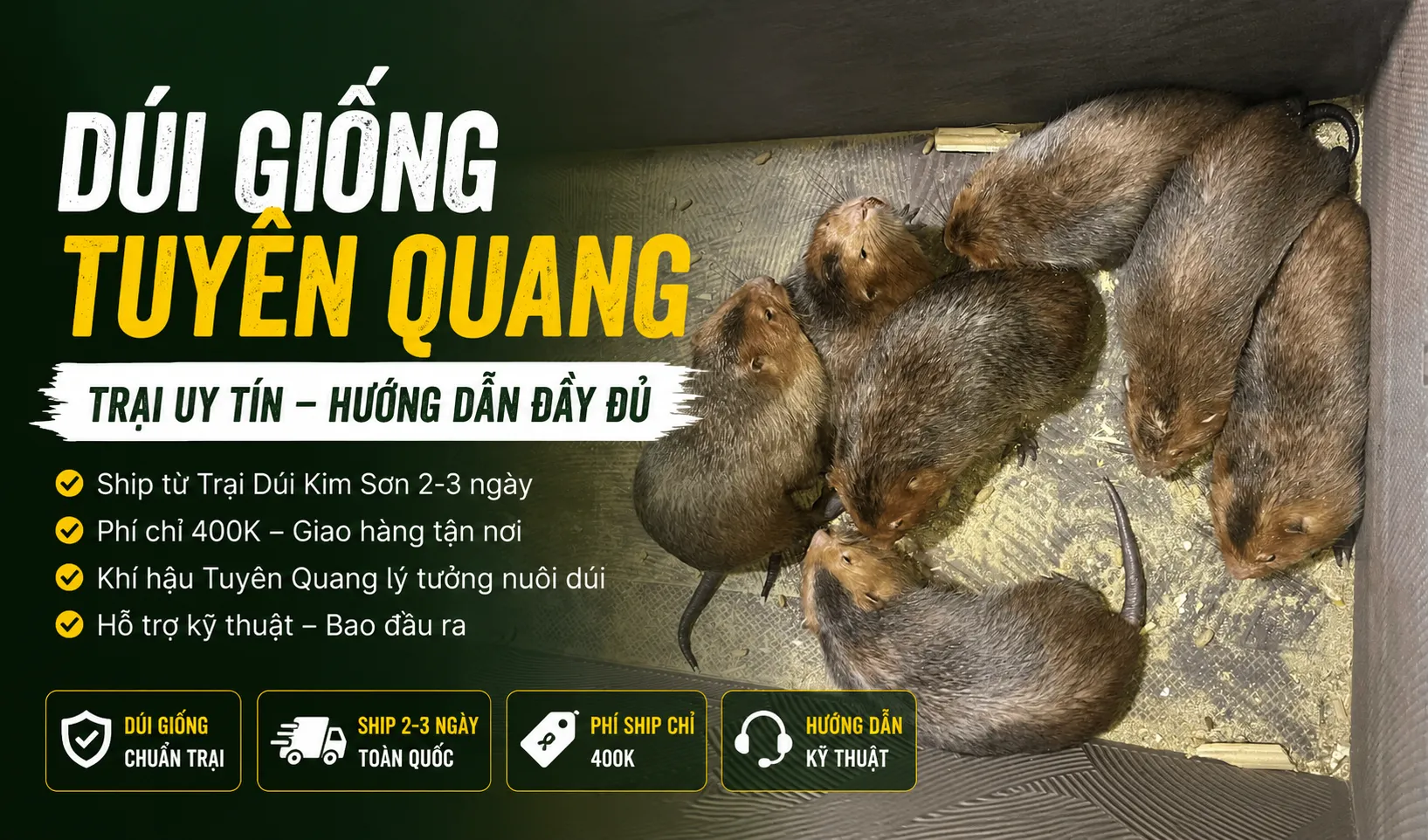 Dúi Giống Tuyên Quang 2026 — Trại Uy Tín & Hướng Dẫn Đầy Đủ