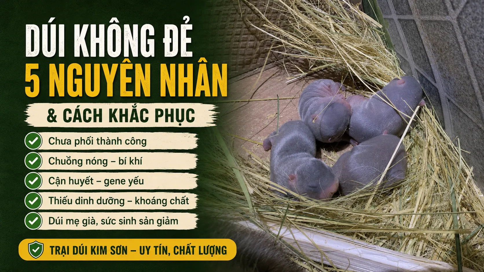 Dúi Không Đẻ — 5 Nguyên Nhân & Cách Khắc Phục