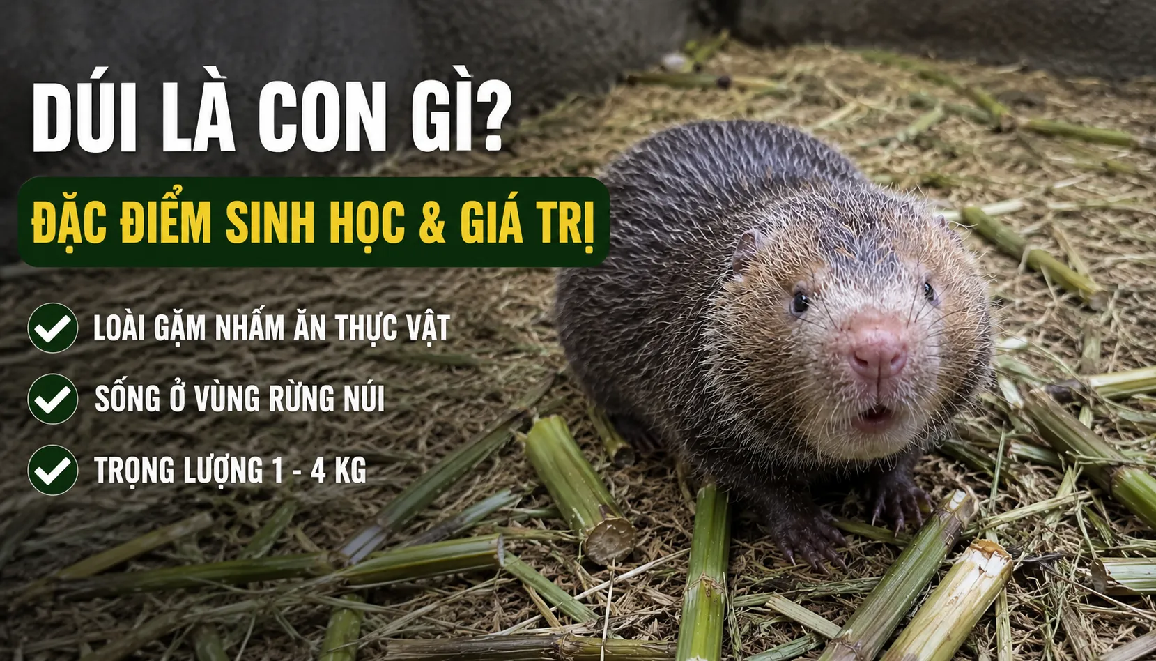 Dúi Là Con Gì? — Đặc Điểm Sinh Học & Giá Trị (2026)