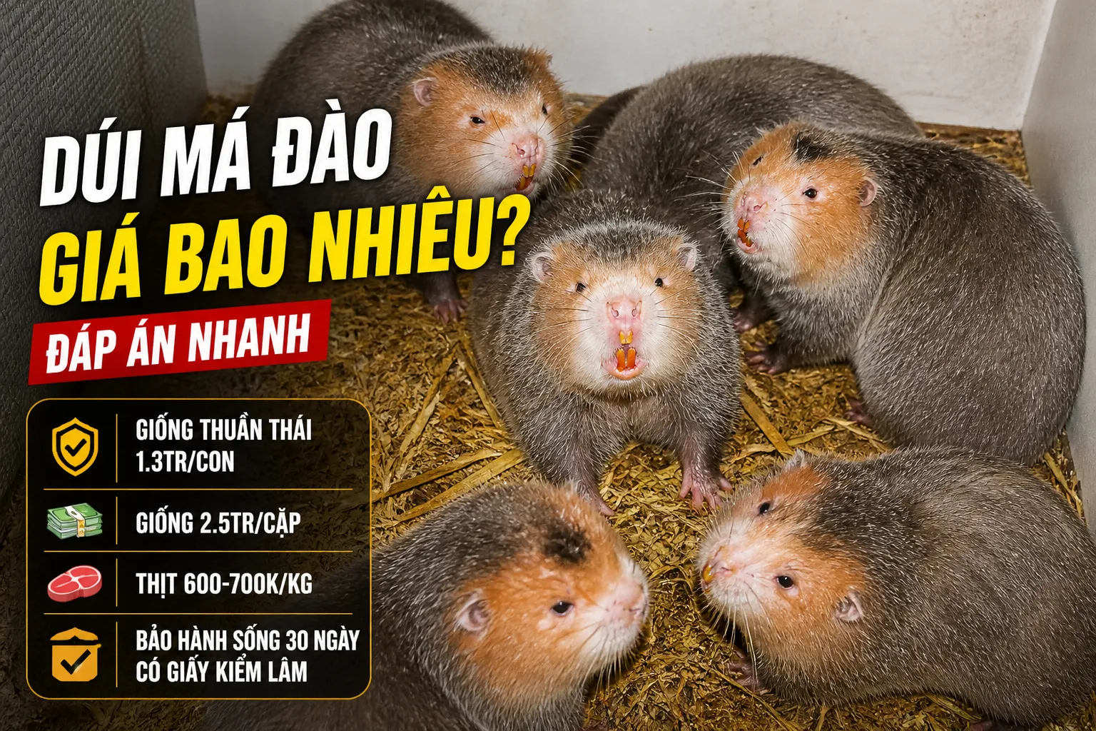 Dúi Má Đào Giá Bao Nhiêu 2026? — Đáp Án Nhanh