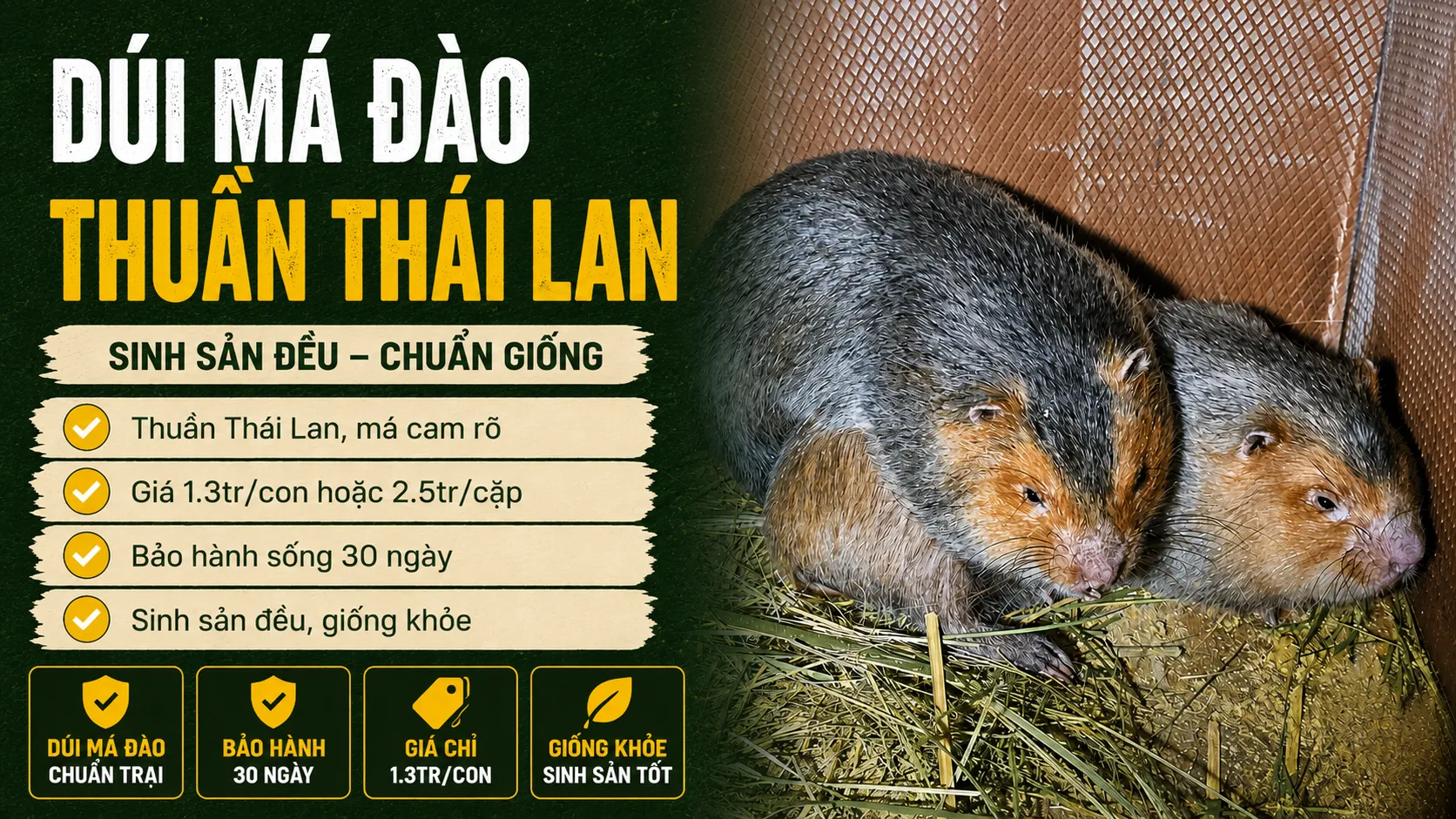 Dúi Má Đào Giống 2026 — Thuần Thái Lan, Sinh Sản Đều