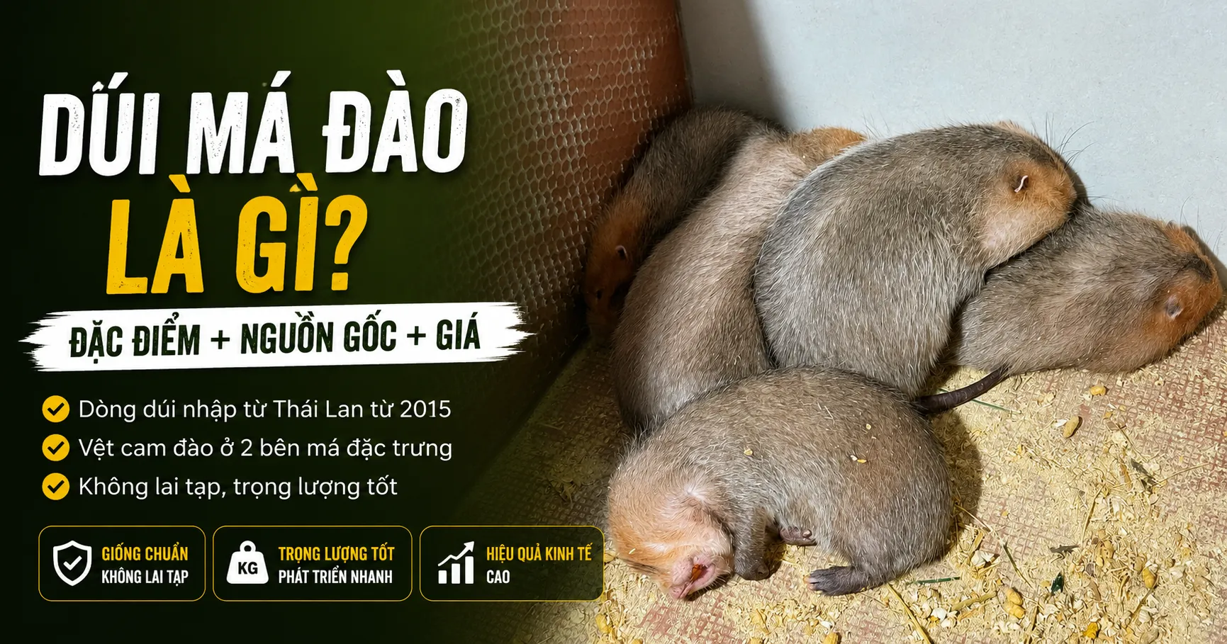 Dúi Má Đào Là Gì? — Đặc Điểm + Nguồn Gốc + Giá