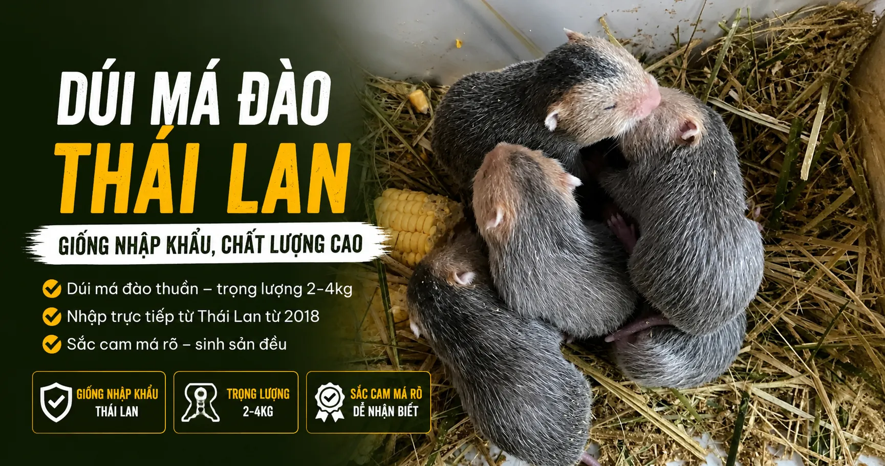 Dúi Má Đào Thái Lan 2026 — Giống Nhập Khẩu, Đặc Điểm, Giá