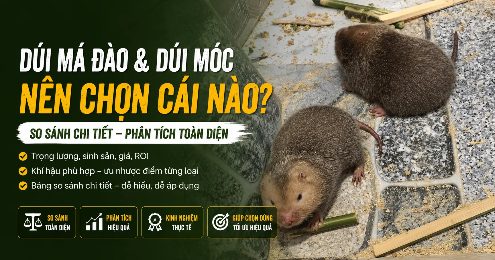 Dúi Má Đào và Dúi Mốc — Nên Chọn Cái Nào? (Phân Tích 2026)
