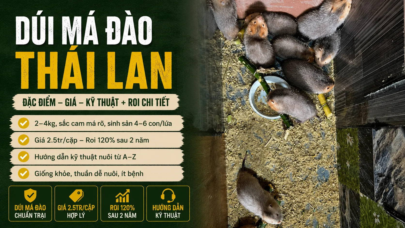 Dúi Má Đào 2026 — Đặc Điểm, Giá, Kỹ Thuật + ROI Chi Tiết