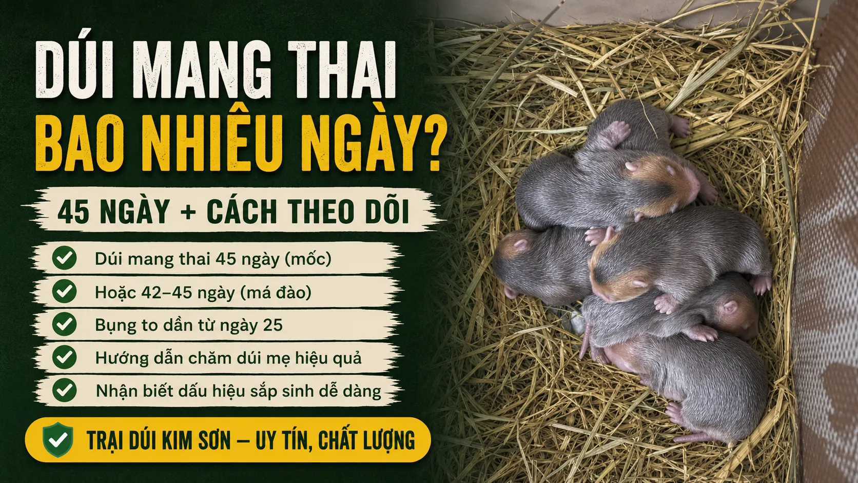 Dúi Mang Thai Bao Nhiêu Ngày? — 45 Ngày + Cách Theo Dõi