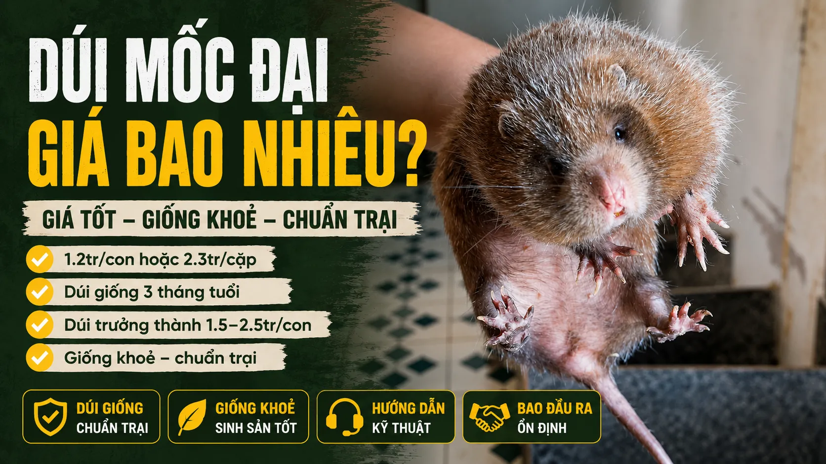 Dúi Mốc Đại Giá Bao Nhiêu 2026? — 1.2tr/Con