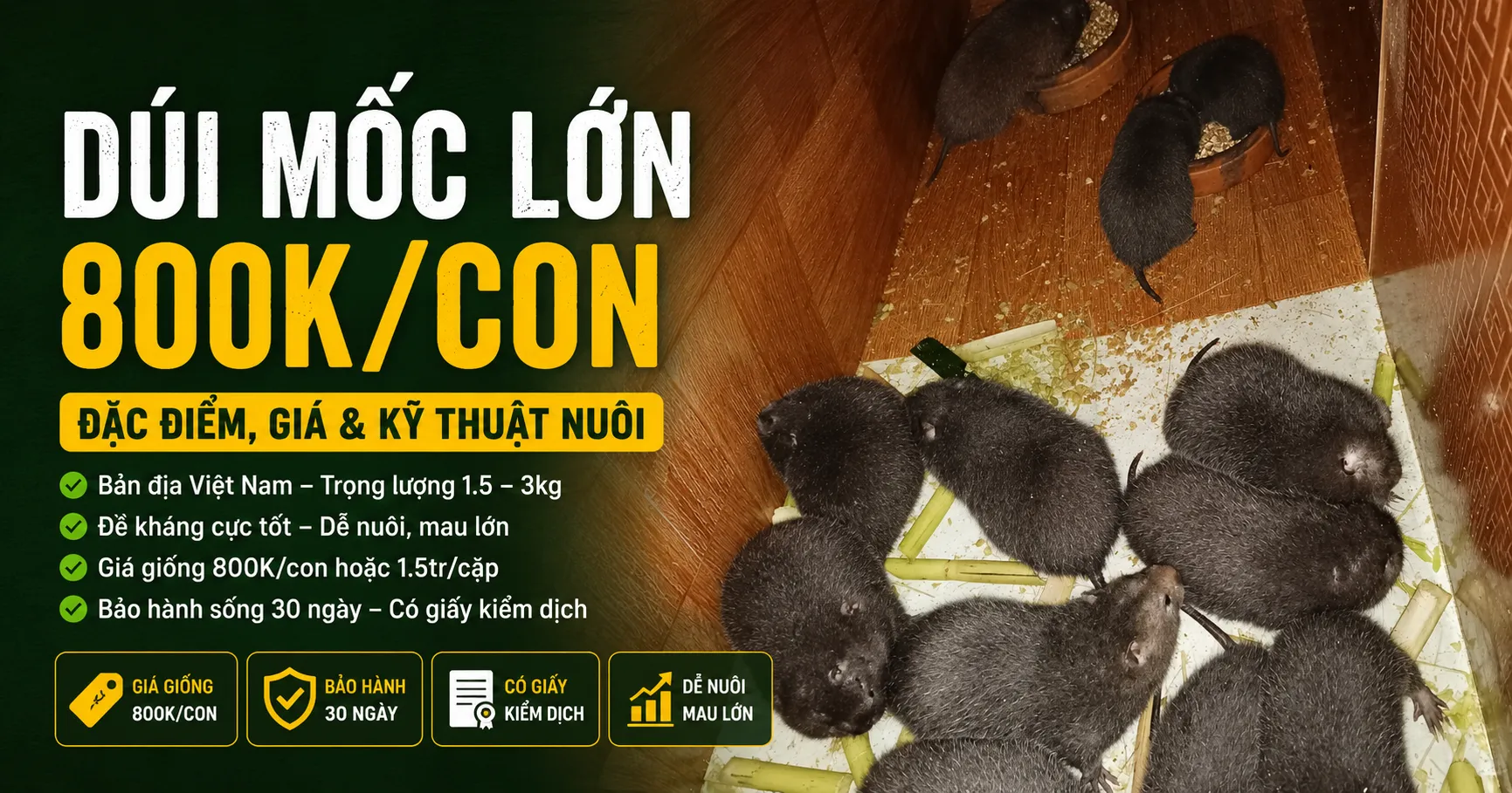 Dúi Mốc Lớn — Đặc Điểm, Giá & Kỹ Thuật Nuôi 2026