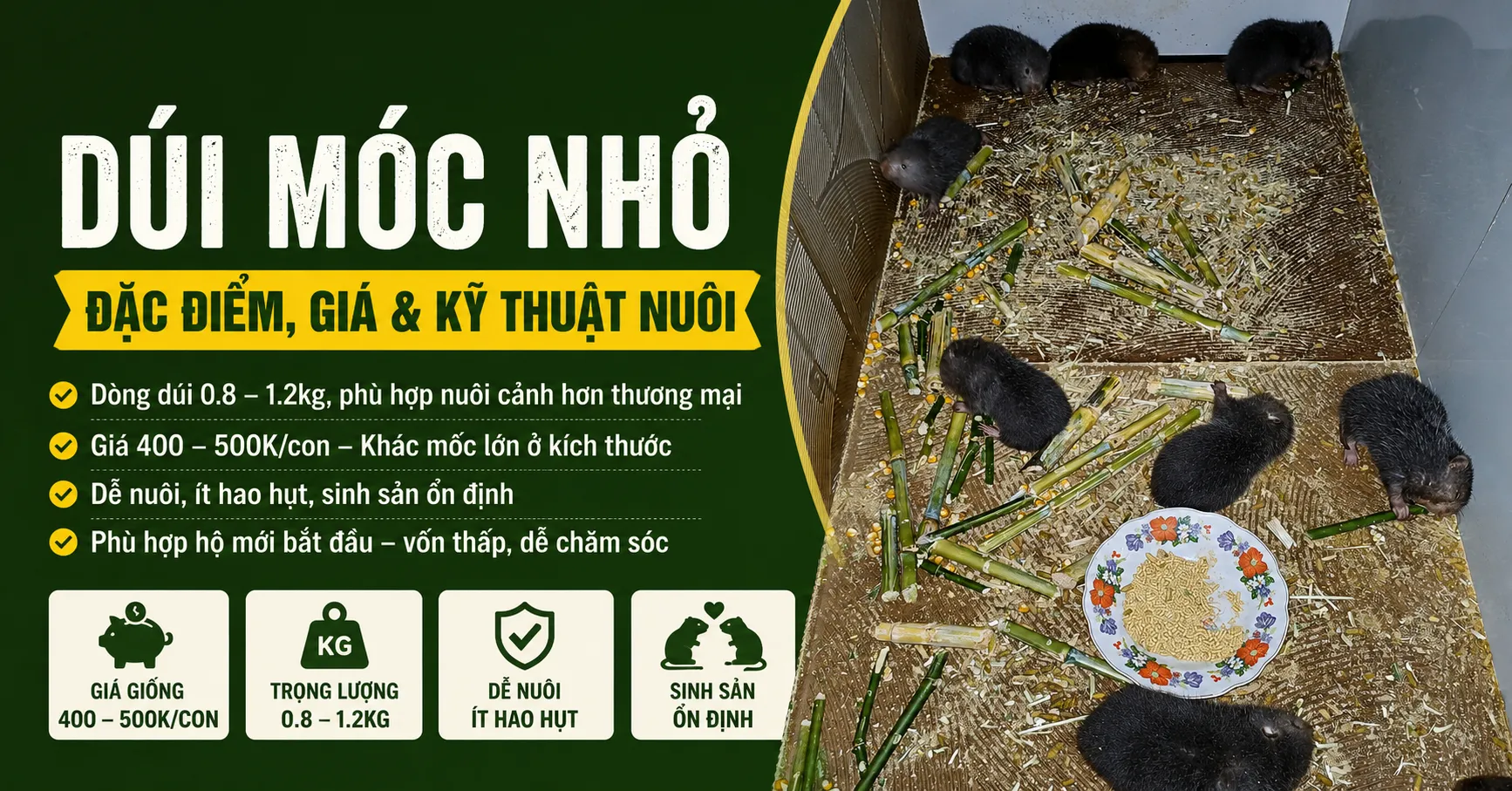 Dúi Mốc Nhỏ — Đặc Điểm, Giá & Có Nên Nuôi 2026?