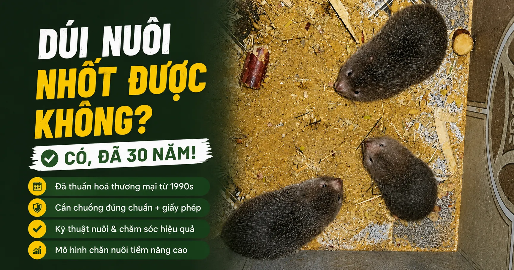 Dúi Nuôi Nhốt Được Không? — Có, Đã 30 Năm