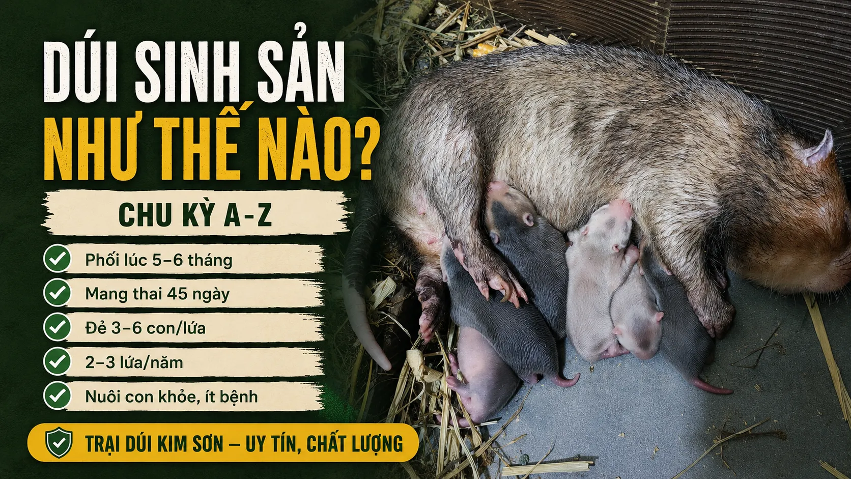 Dúi Sinh Sản Như Thế Nào? — Chu Kỳ A–Z (2026)