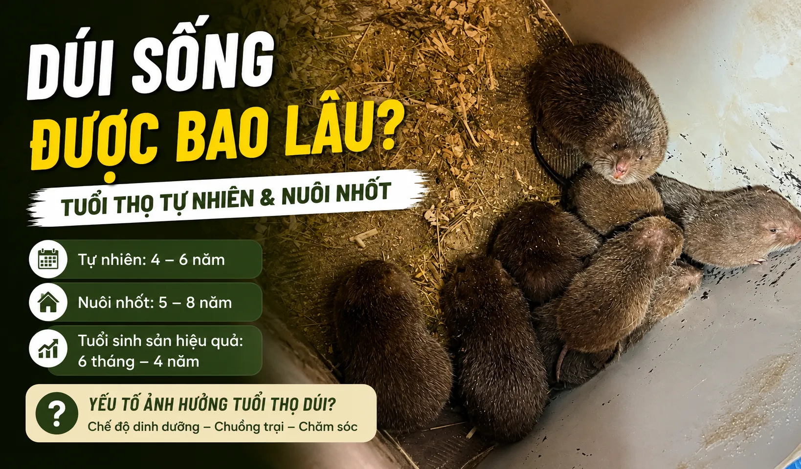 Dúi Sống Được Bao Lâu? — Tuổi Thọ Tự Nhiên & Nuôi Nhốt