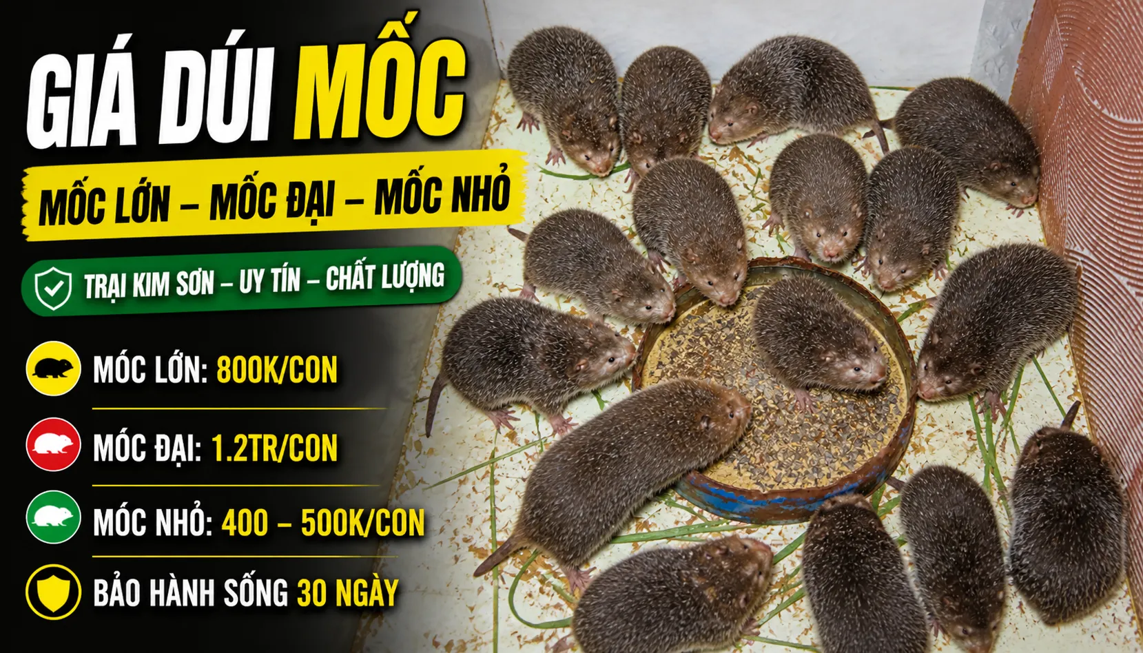 Giá Dúi Mốc 2026 — Mốc Lớn, Mốc Đại, Mốc Nhỏ
