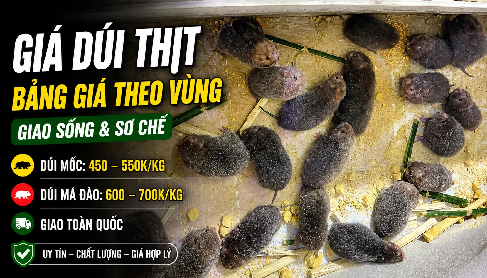 Giá Dúi Thịt 2026 — Bảng Giá Theo Vùng & Cách Đặt Mua